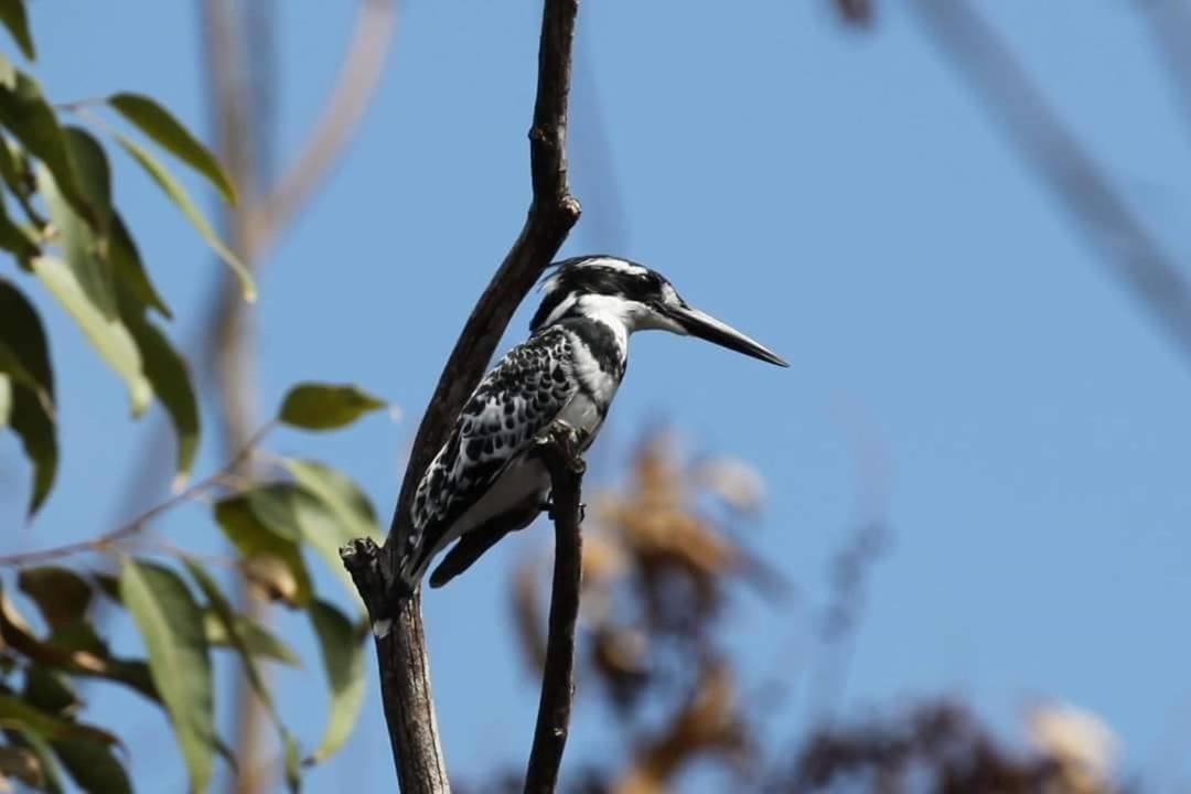 Fish Eagle Manor Bed & Breakfast East London Bagian luar foto